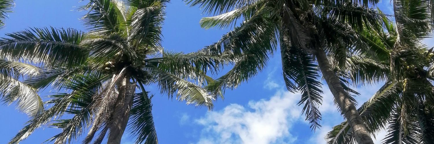cessunnnie's profile banner image