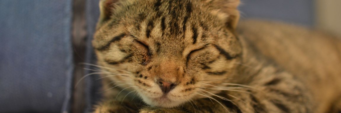 kheinonen79's profile banner image