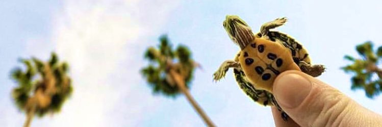 kaploonbaa's profile banner image