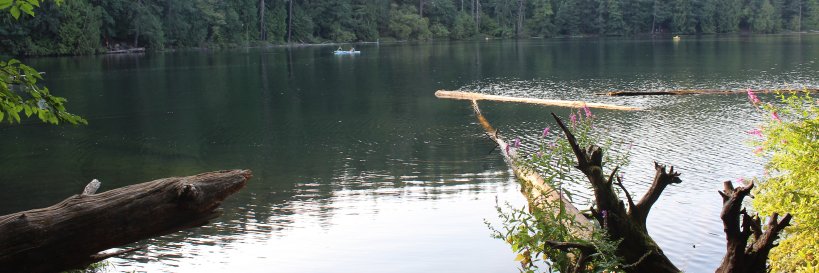 TealyBopper's profile banner image