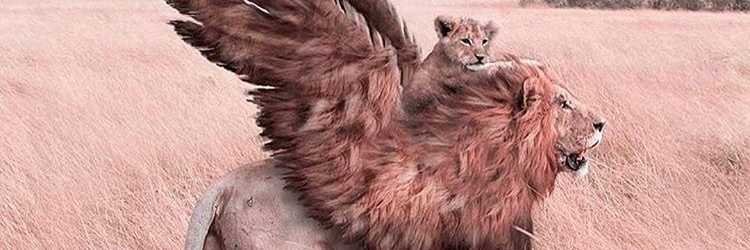 vanhorenhubert's profile banner image