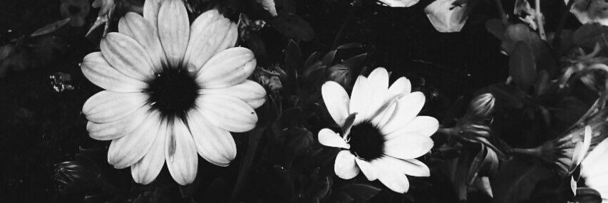 EmillyBeatriz__'s profile banner image