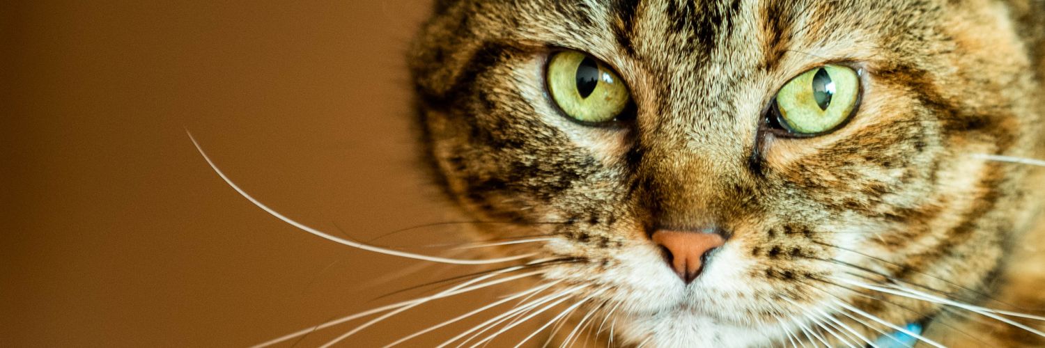 Lorena Rivera banner