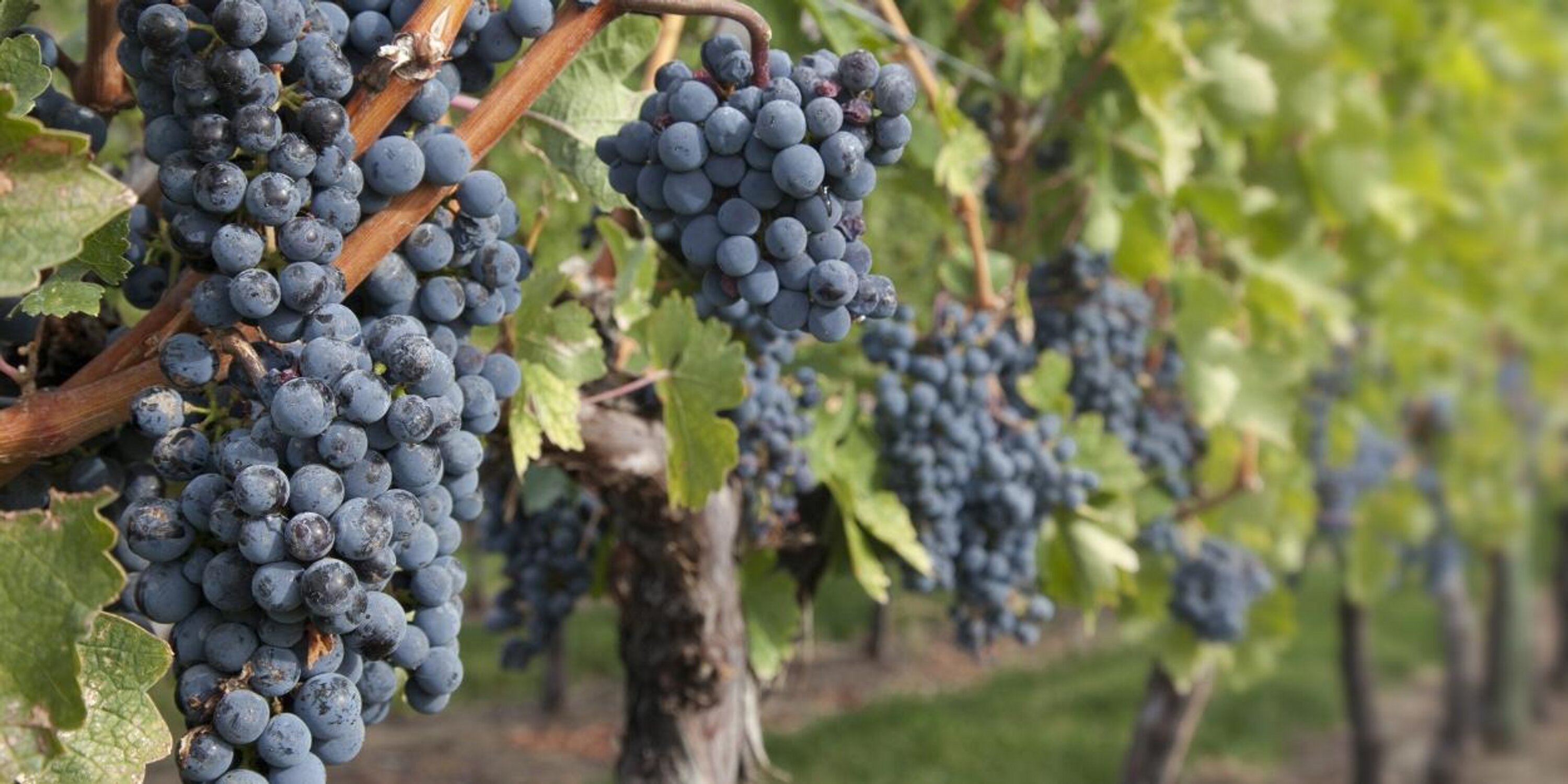CorkWineStore's profile banner image