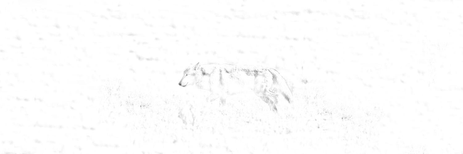 disperser's profile banner image
