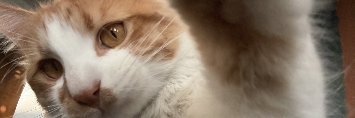 MorenaRolandi's profile banner image