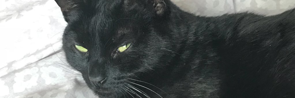 DeborahPavek's profile banner image