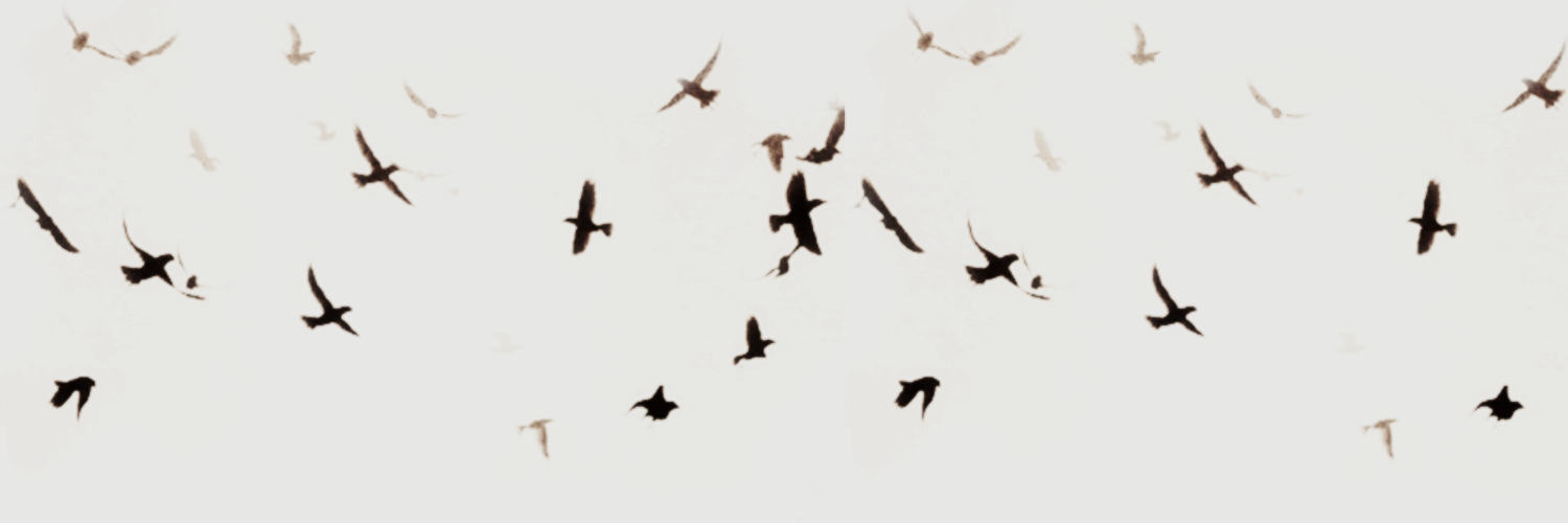 fienemra's profile banner image