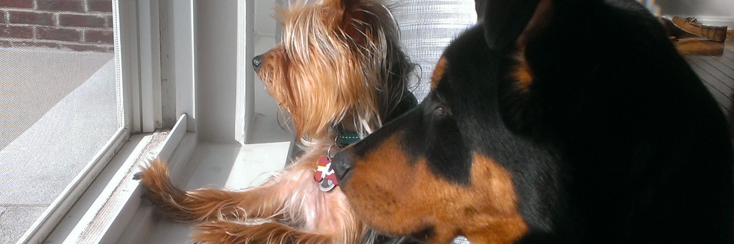 WillyBood's profile banner image