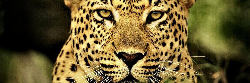 Tonya Mead PhD, MBA banner