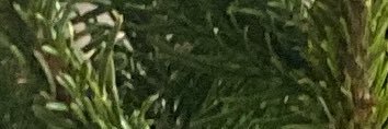Eleaora's profile banner image