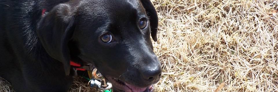 Kat ❤️🐕🛷 🌻🇺🇦🌻 banner