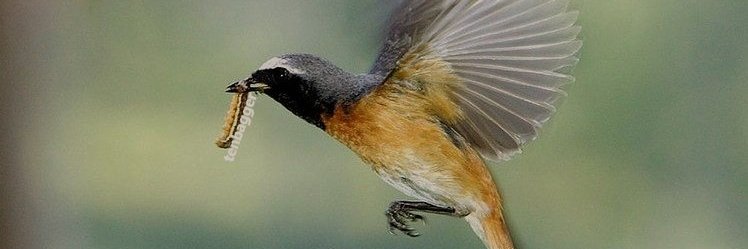 PhoeniSmallCap banner