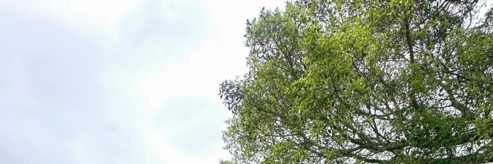 RaycMccallsx's profile banner image