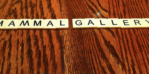 MammalGallery's profile banner image