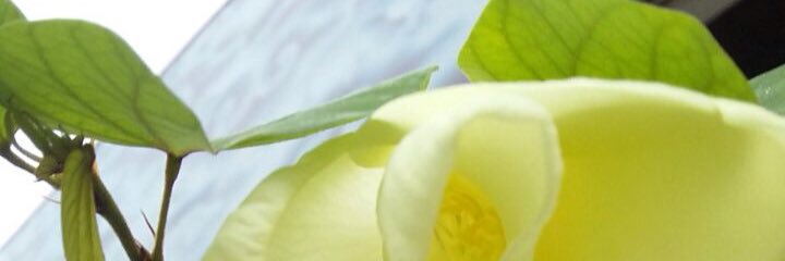 eddi_jeh's profile banner image