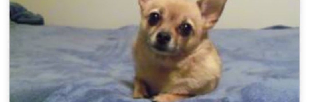 mushroomchef1's profile banner image