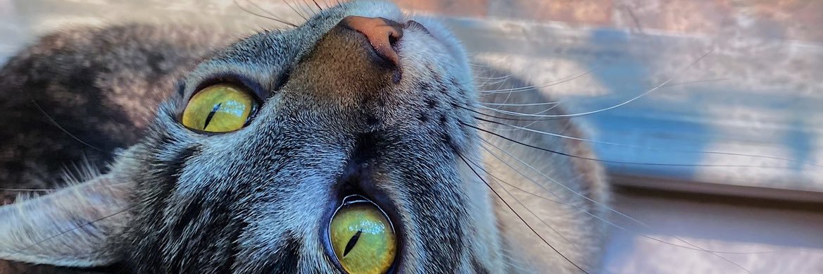 ToriHalley's profile banner image