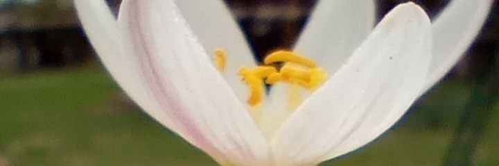 CugatAriadna's profile banner image