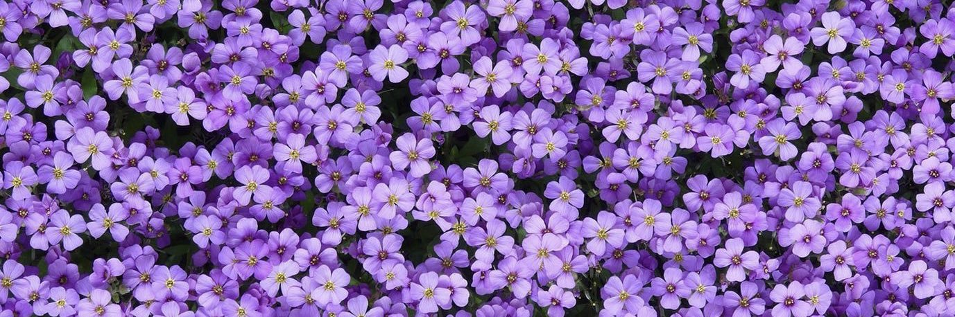 priscillabg's profile banner image