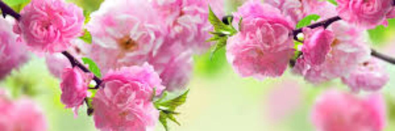 _MamaTran's profile banner image