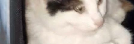 GripperShanz's profile banner image