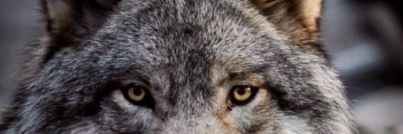 MertDoganAMD's profile banner image