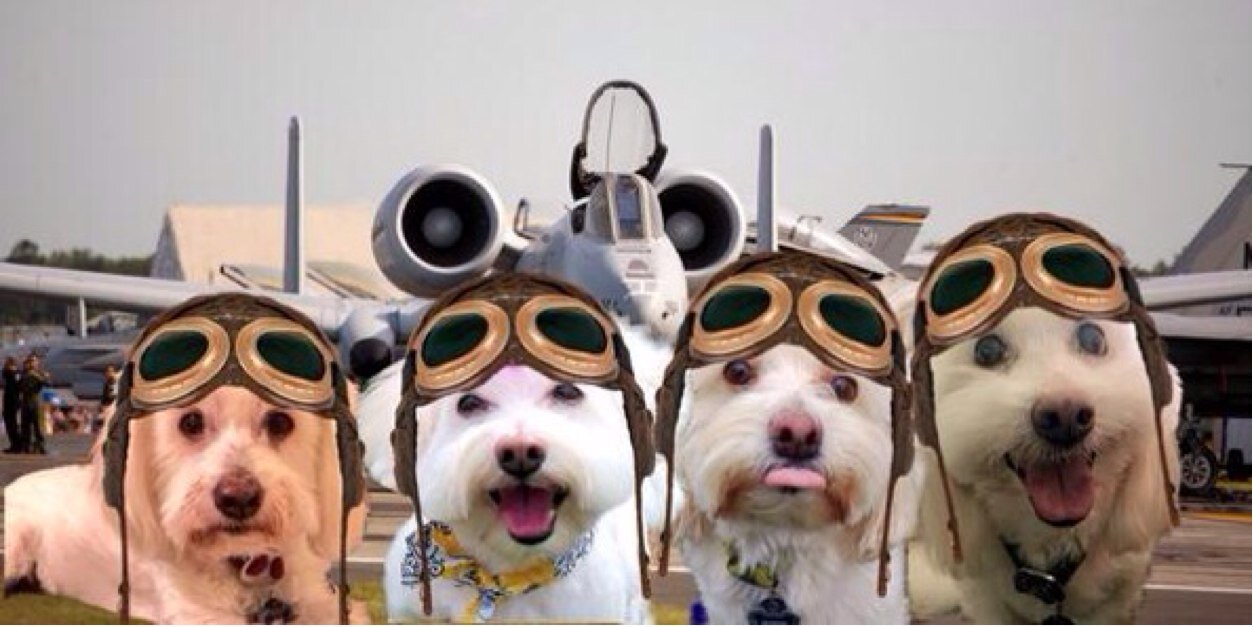 Wuhpappels's profile banner image