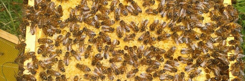 AlderleyBees's profile banner image