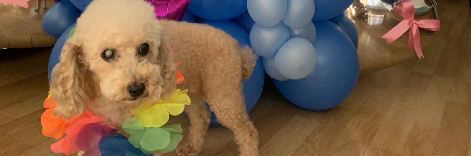CataPuracchio's profile banner image