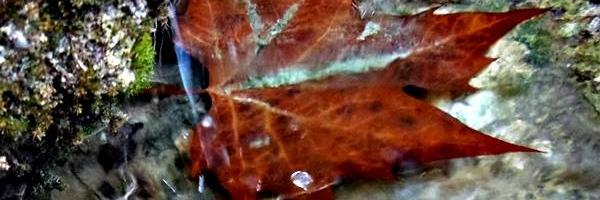 maripuri58's profile banner image