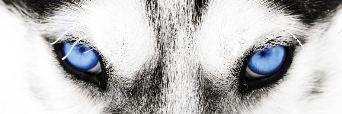 Spin-Off Nederland banner