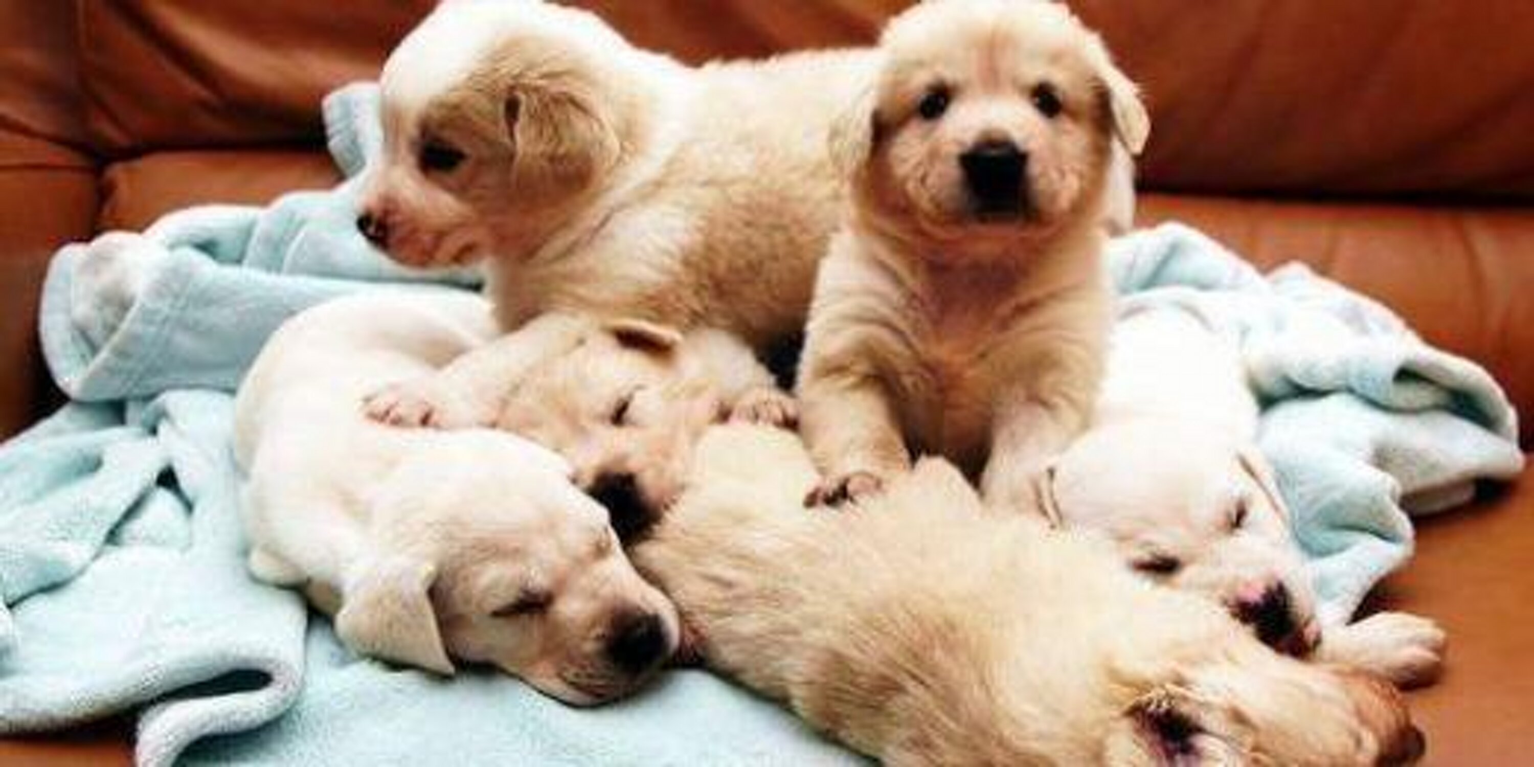 OMGCutePosts's profile banner image