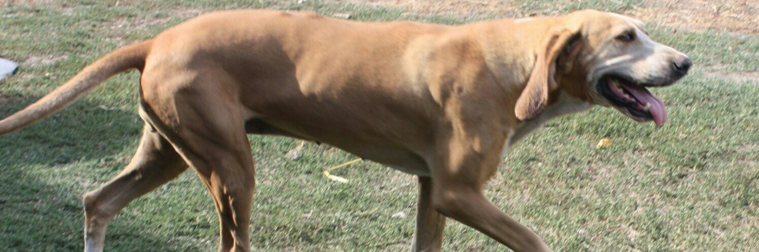 Colaboración Animal banner