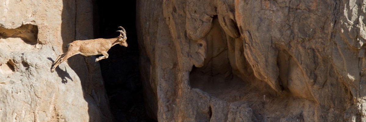 Lasse - MEGA - e/acc banner