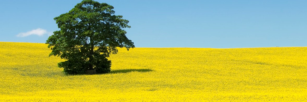 ranjitdash's profile banner image