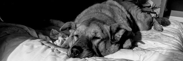 chowspecial Profile Banner