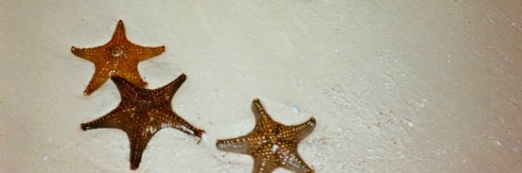 _oceanfl1rt's profile banner image