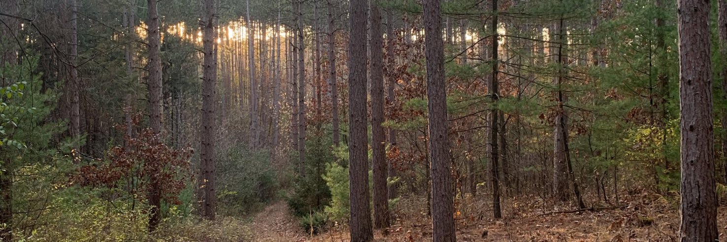 ticholson's profile banner image