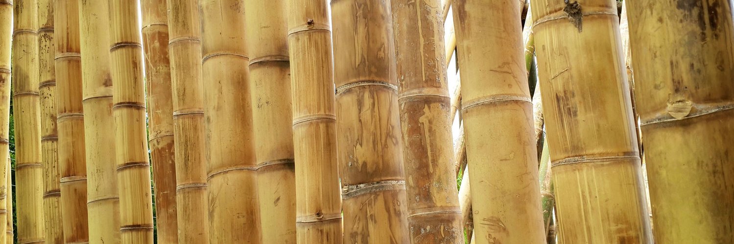 Bamboo House India banner