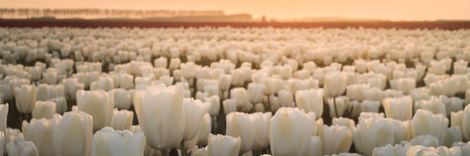 Dutch Embassy in Serbia and in Montenegro banner