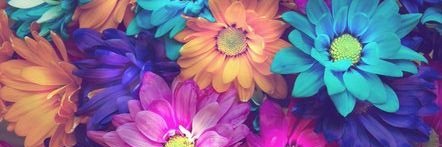 RominaUrich's profile banner image