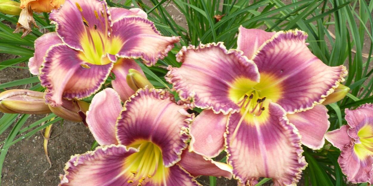 Sandi Jacques banner