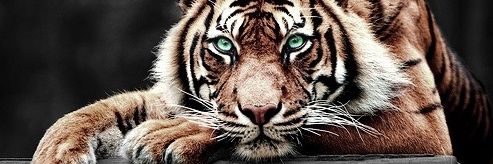 EliaGarabal's profile banner image