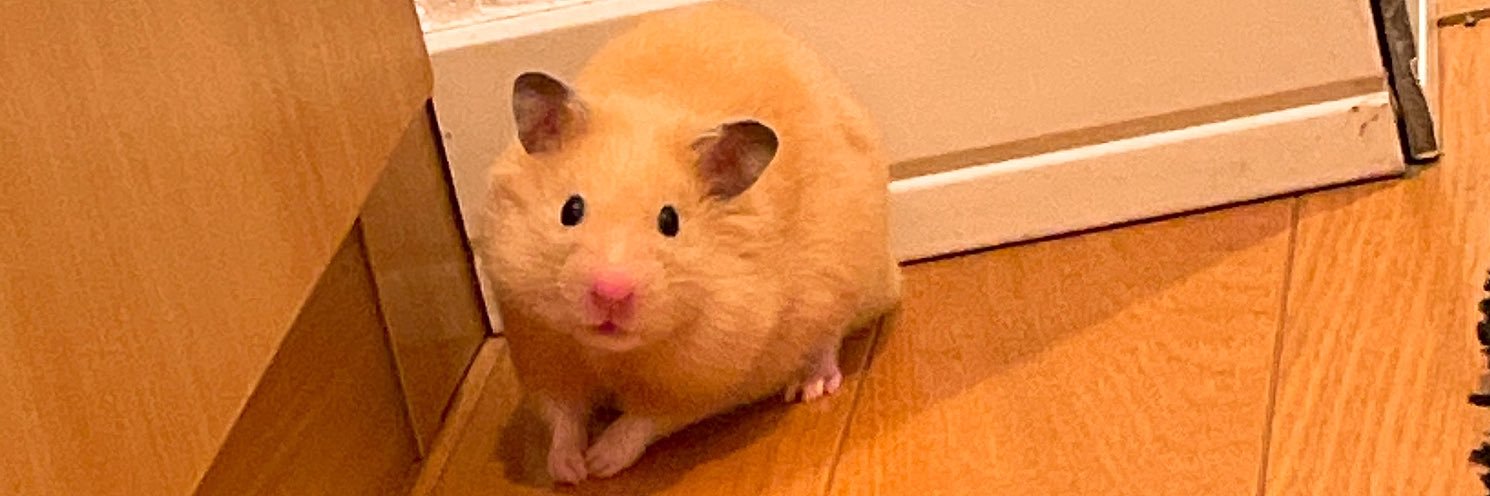 カラハ愛強めのてぃんす∞ 𓂃꙳⋆✿ banner