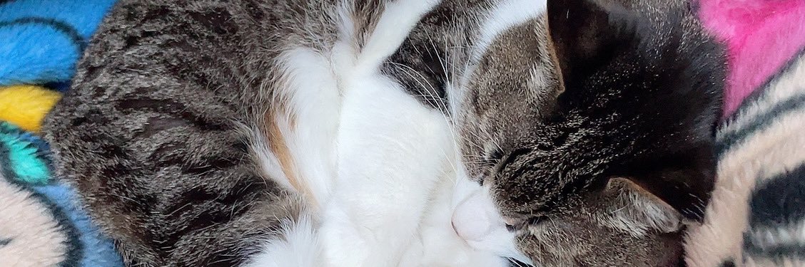 吉田 邑樹(よしだ ゆうき) banner