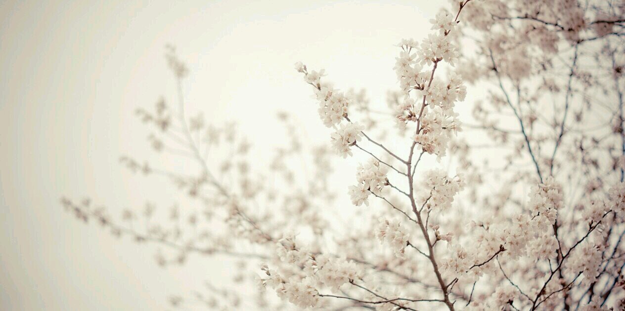 MCSeulgi's profile banner image