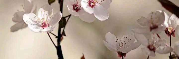 renminder's profile banner image