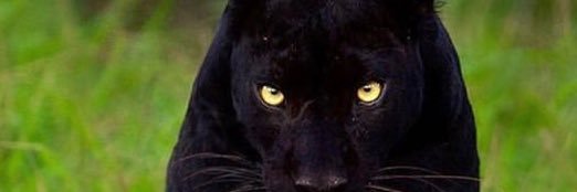 kofi_illegal's profile banner image