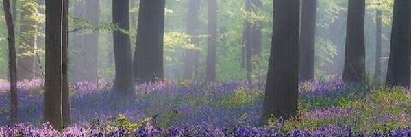 MissBlue_90 Profile Banner